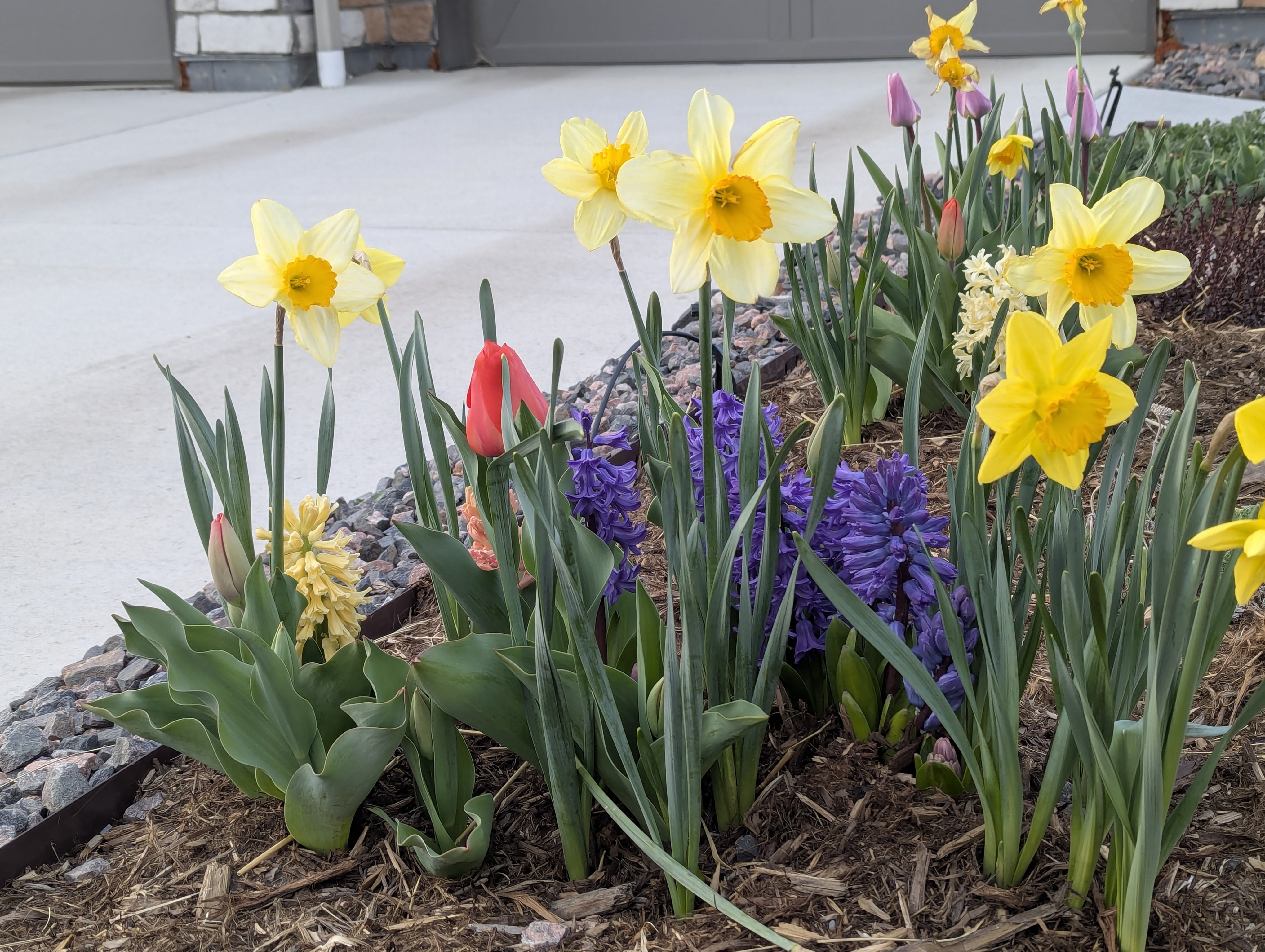 Hyacinth, Daffodils, Tulips, Morrison, Colorado